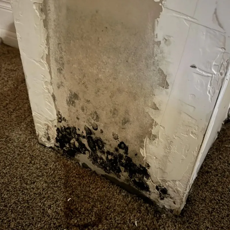 Professional Mold Removal in Oblong, IL